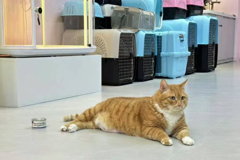 MetaGuangdong's tweet image. 🐾 Traveling with pets just got easier! Guangzhou Baiyun Airport now features a dedicated pet restroom equipped with artificial grass and cleaning stations. A win for pet-friendly travel! 🐶🐱

#Guangzhou #BaiyunAirport #PetFriendly #TravelTips #Innovation