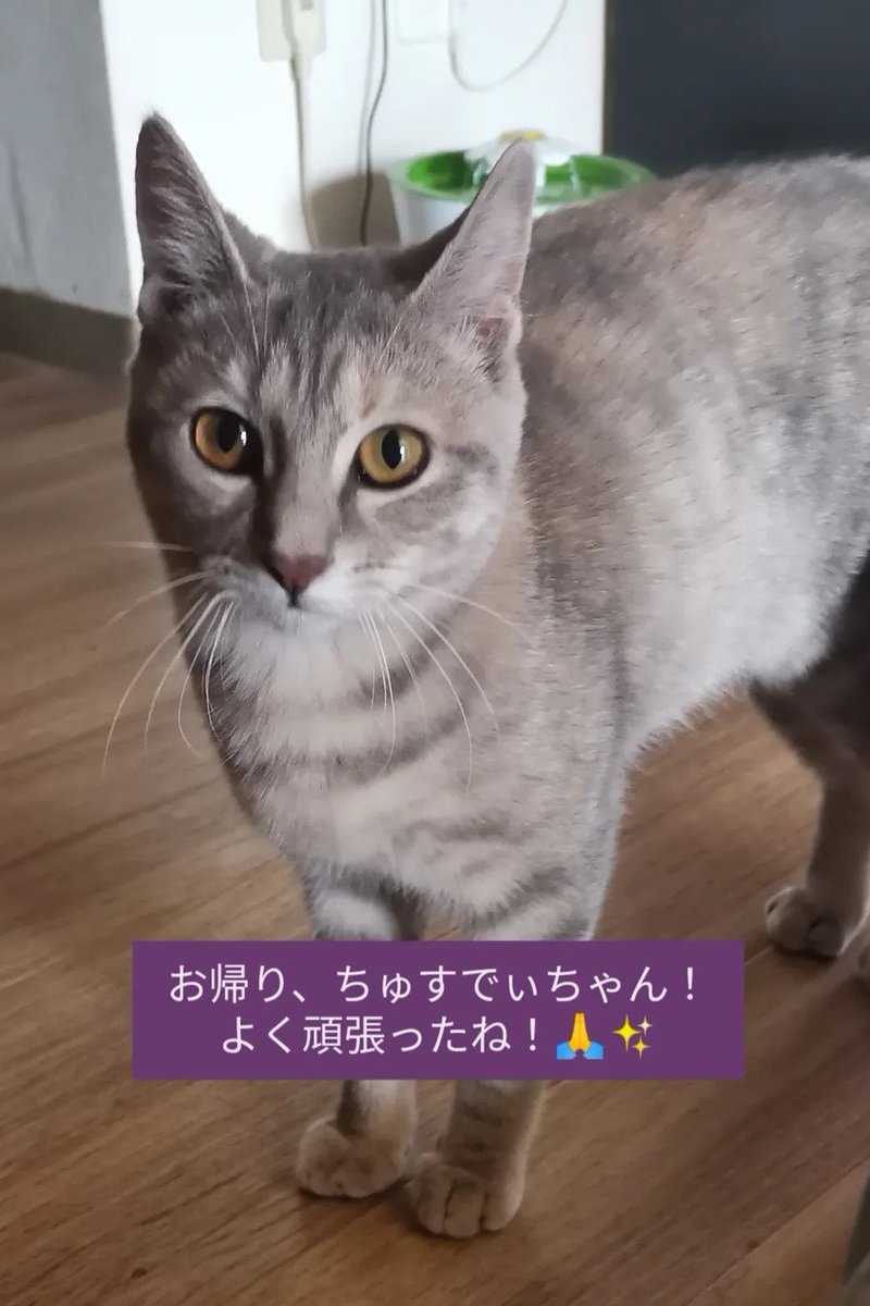 ジリ・ヴァンソン tweet media