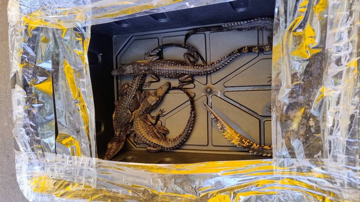 Brugada permite tráfico de animales en mercado de la CDMX

En el Mercado Emilio Carranza, conocido como el mercado de peces de la colonia Morelos, el tráfico de especies ocurre a plena vista de los ciudadanos.

Entre los puestos se ofrecen tortugas y hasta crías de cocodrilo,