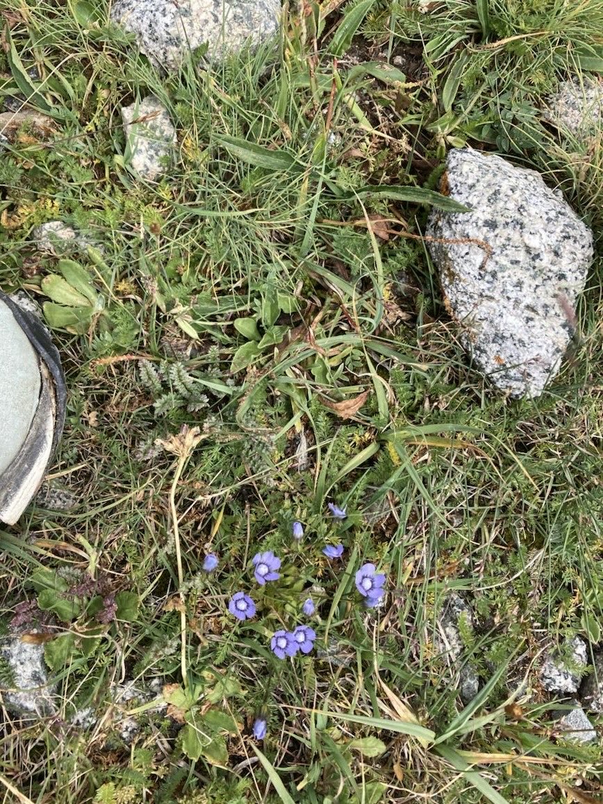 Maksim Subota tweet media