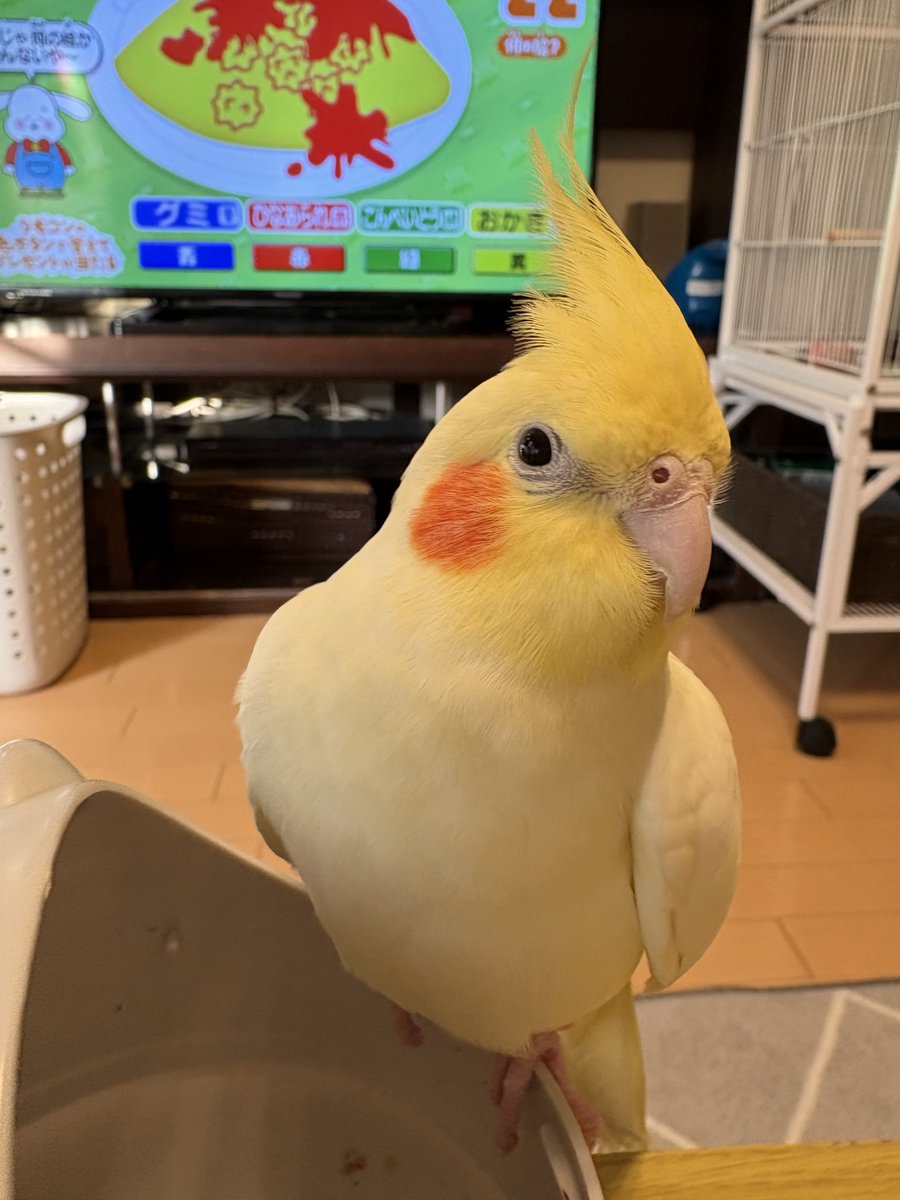 認定NPO法人TSUBASA -新施設クラファン達成しました！- tweet media