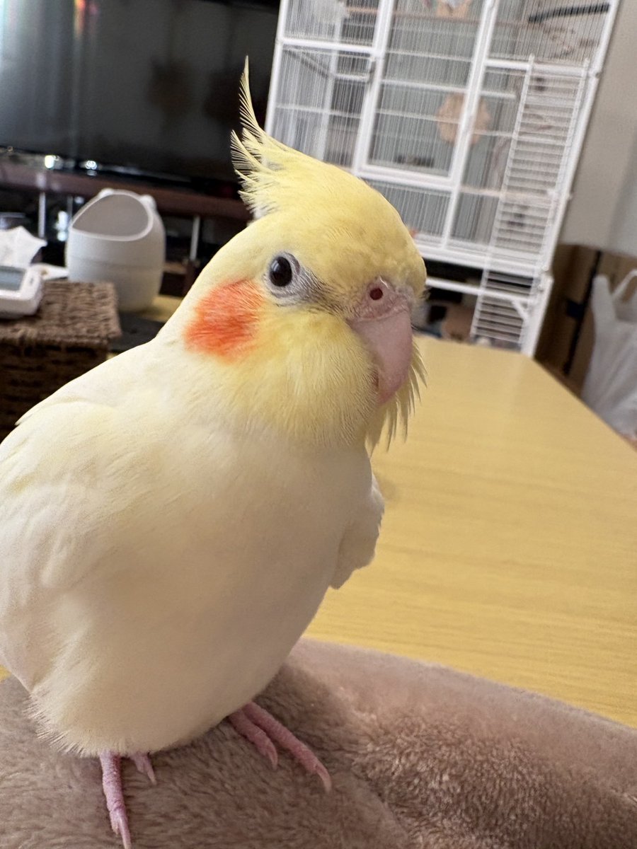 認定NPO法人TSUBASA -新施設クラファン達成しました！- tweet media