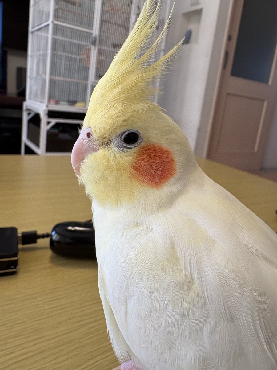 認定NPO法人TSUBASA -新施設クラファン達成しました！- tweet media