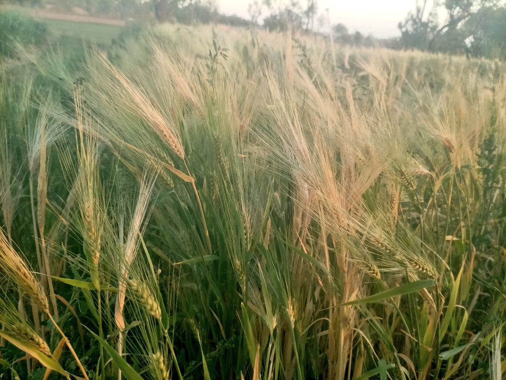 parth_20_02's tweet photo. શિયાળાની અસલી મજા એટલે પોંક, ઘઉં અડધા પાકી જાય એટલે અમારે ત્યાં ચૂલા પર ખાસ પ્રકારે વણી ને બનાવવામાં આવે છે....!
કોને કોને પોંકની મજા માણેલી છે જણાવજો મિત્રો...?
 #WinterSpecial #GujaratFood
#ગામડું #પોંક #પ્રાકૃતિક_જીવન https://t.co/IdSaBaiQ8o