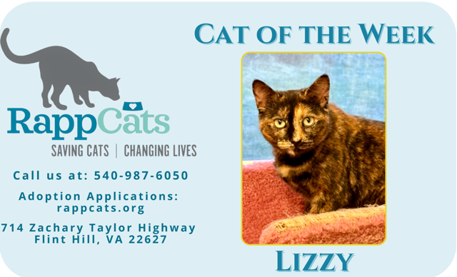 RappCatsAdopt's tweet photo. Lizzy is an incredibly sweet little lady that would love to be adopted! 
She's got incredibly soft fur and an even softer personality 💛
#catoftheweek #tortie #softy https://t.co/L42FJNJERe