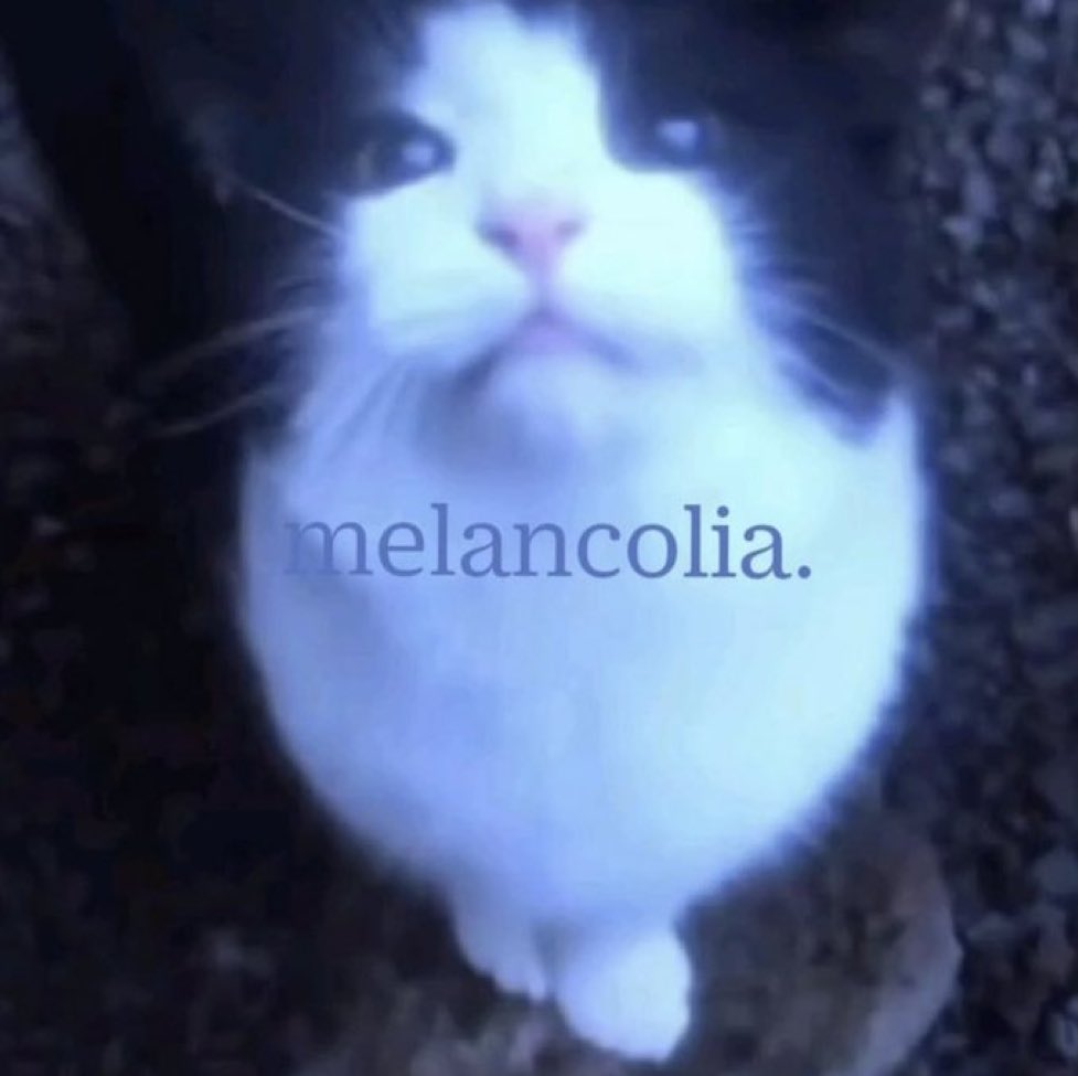 gatos fazendo gatices tweet media