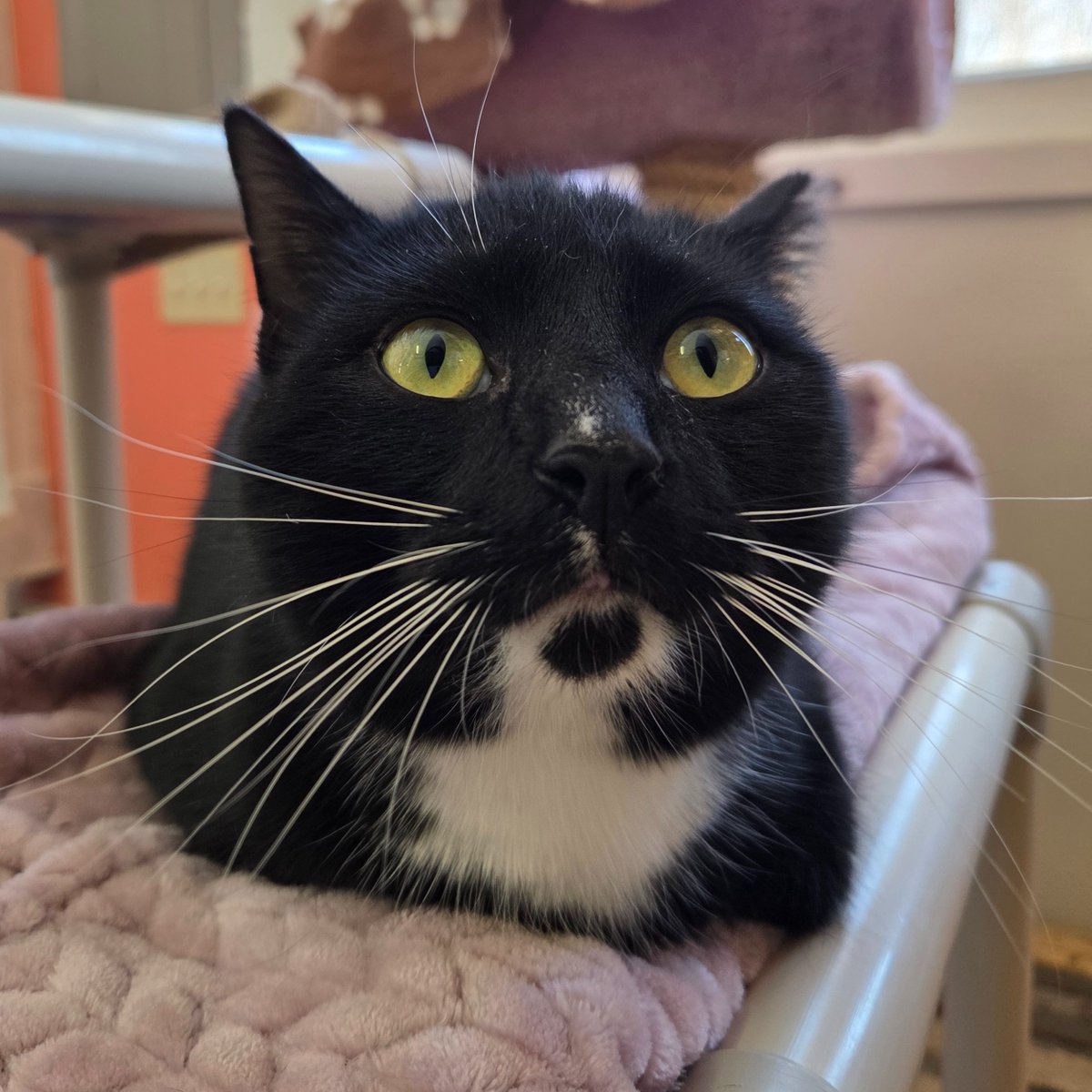 RappCatsAdopt's tweet image. Happy St Pattys Day from one our many green eyes beauties, mister Idris! 
He is hoping everyone has a bit of good luck today! 💚
#StPattysDay #GreenEyes #GoodLuck