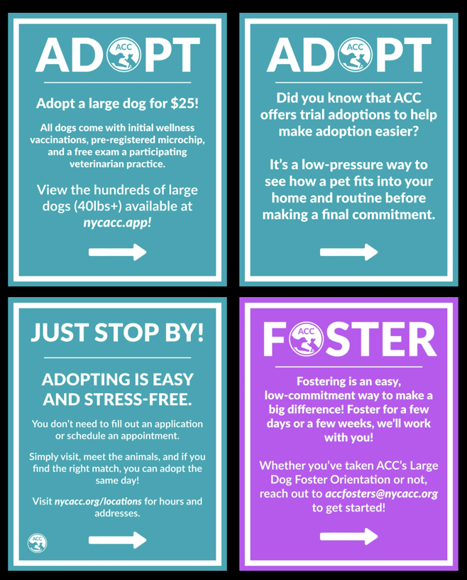 BeeDoDoobieDo's tweet image. NYC shelters are FULL of good dogs in need💥
In a sea of dogs, many get lost💔
🆘Dogs end up in immediate danger as
NYCACC KILLS GOOD DOGS each week!

HAMLET is one of these dogs, social, energetic, loves
playtime🎾needs work on basic manners
#Foster or #Adopt #Pledge4Rescue
in