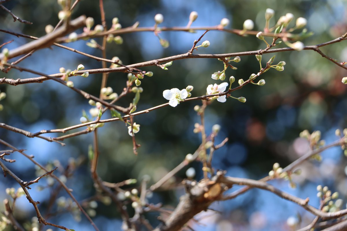 長居植物園 tweet media