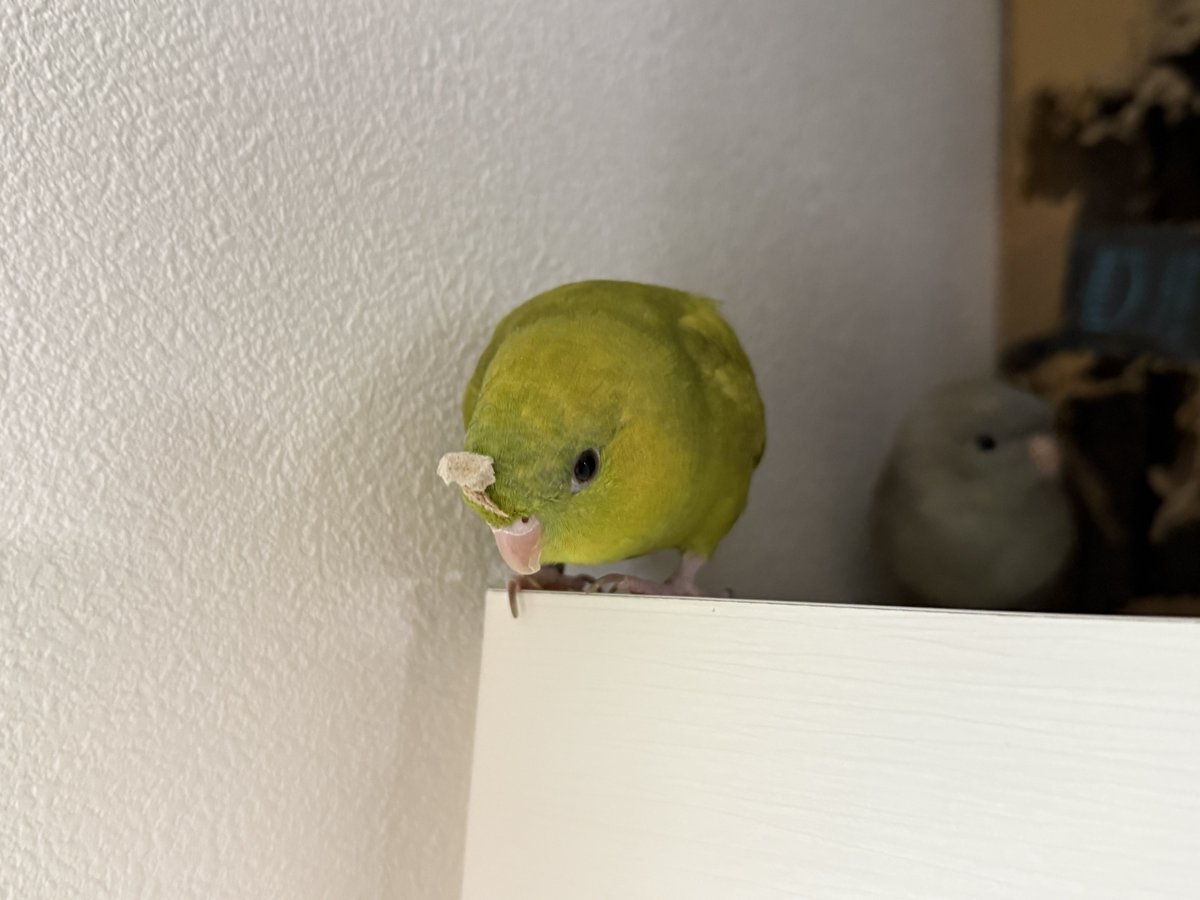 乍藤和樹@おっさん剣聖最新8巻発売中 tweet media