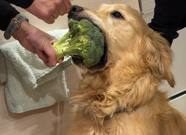 Summerkanna's tweet photo. 狗狗搶食花椰菜 https://t.co/4GrSp0nckg