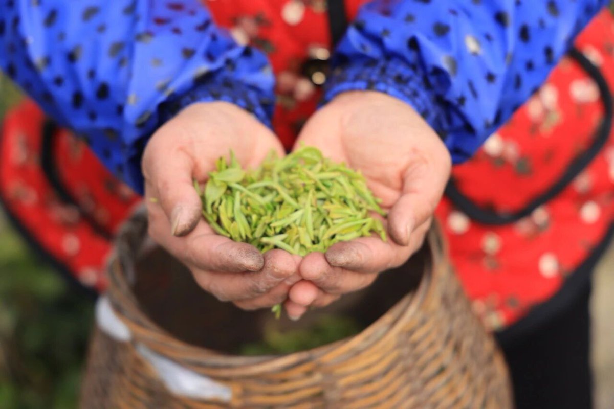 DaishanVibes's tweet photo. Spring is here, and the first spring tea of the year is finally on the market! 🌱🍃
Fresh buds picked by hand in the mountains—this early variety is selling for about 1200 RMB per jin. Delicate aroma, clear green liquor, and the true taste of the new season.
#SpringTea https://t.co/22FjHSdwZ4