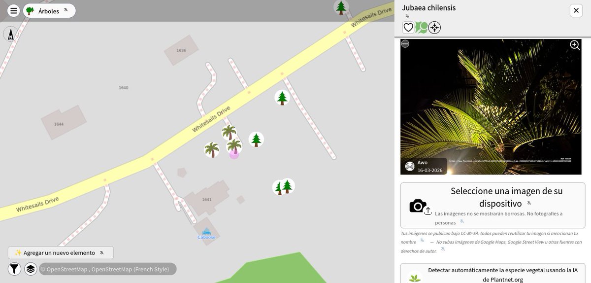 openmapchile's tweet photo. 🌴🇨🇱📌🗺️ 📢1° registro de #Jubaea chilensis en🇨🇦,  para #OpenStreetMap en la localidad de Bowen Island Municipality,  Metro Vancouver Regional District, Columbia Británica, Canadá.  A nivel  mundial es el registro n° 5319 en OSM, visor #MapComplete #AUPV https://t.co/QHa1H7a5oB https://t.co/3t4iuITe1z
