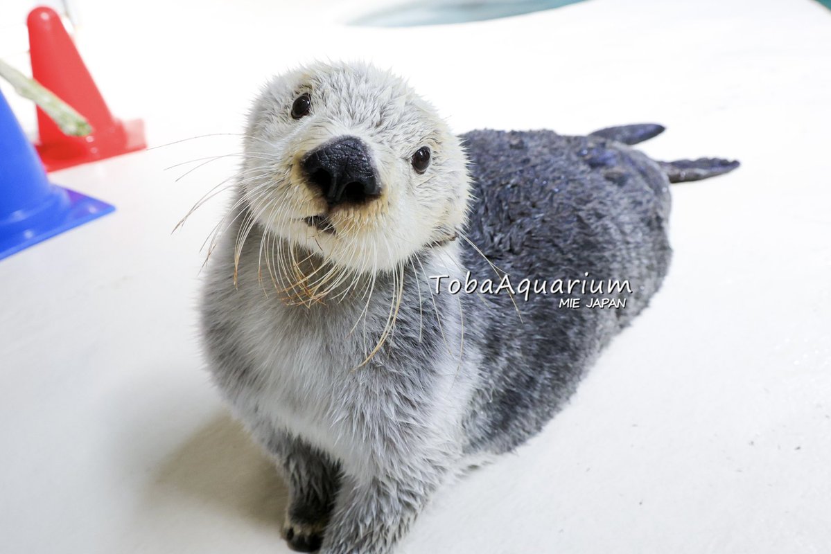 鳥羽水族館（TOBA AQUARIUM） tweet media