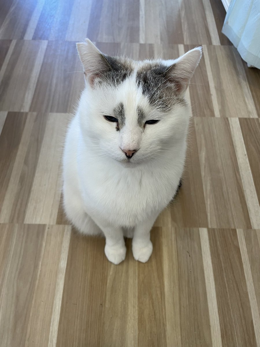 necoann2's tweet photo. ねこあんです。
あなごさん目ちっちゃ🤣🤣
🐾
🐾
#ねこあん　#猫カフェ　#猫店長　#宮城　#登米市　#かぎしっぽ https://t.co/a6AvEKqoUF