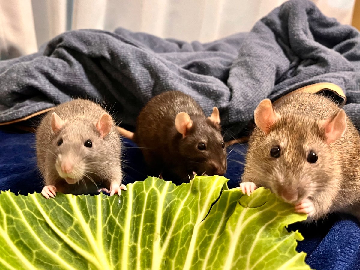 massi massi hon tweet media