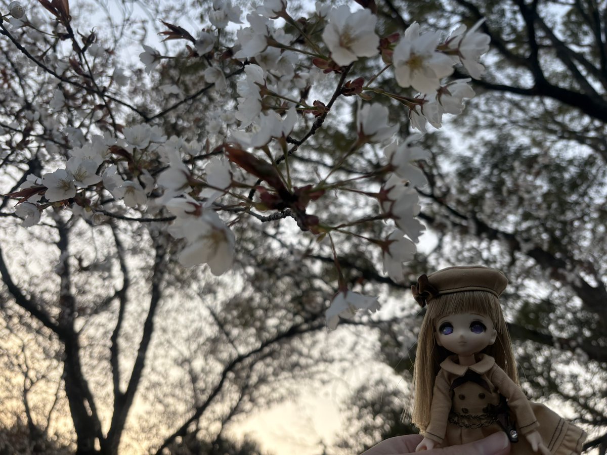 仕事帰りにラーナさんと桜を見に行きました