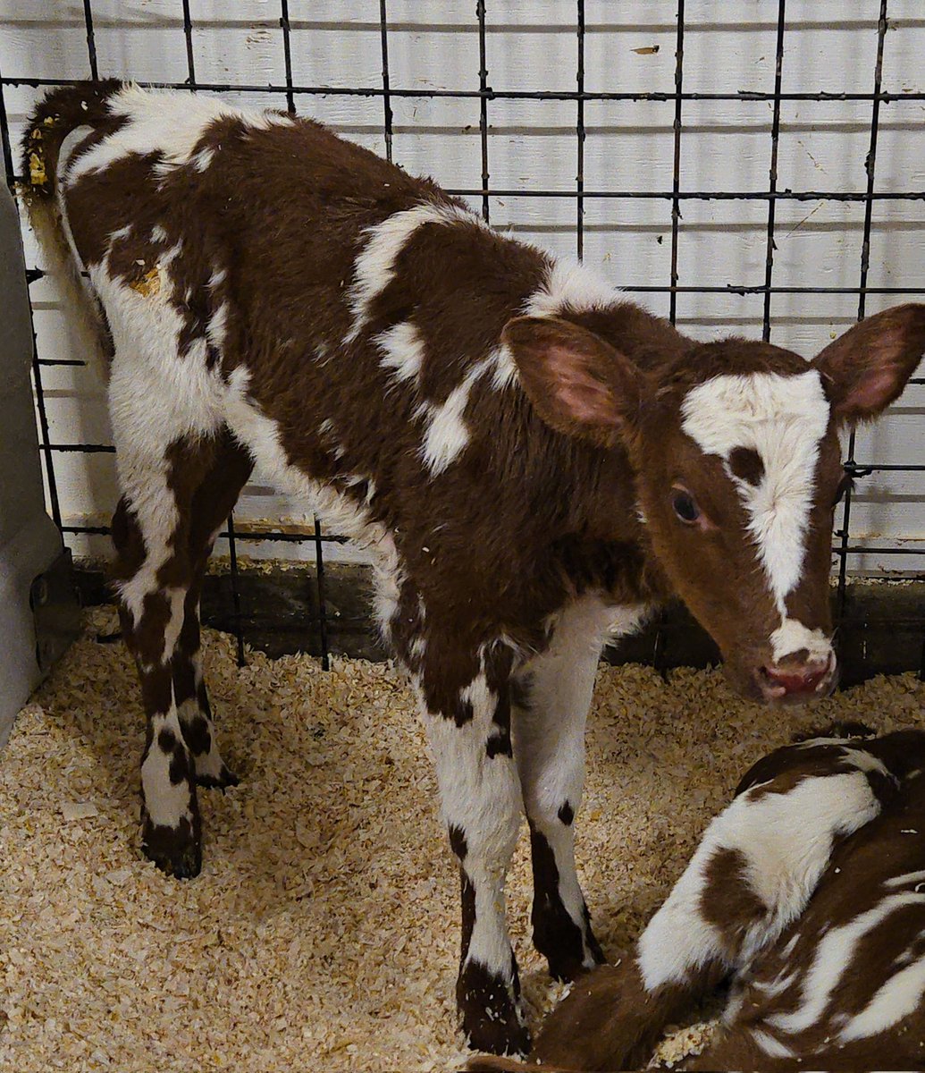 Gretta da Saskatchenach 🏴󠁧󠁢󠁳󠁣󠁴󠁿🇨🇦🍄 tweet media