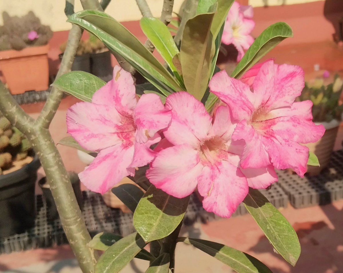 The world of Adeniums. #Desert Rose🌞