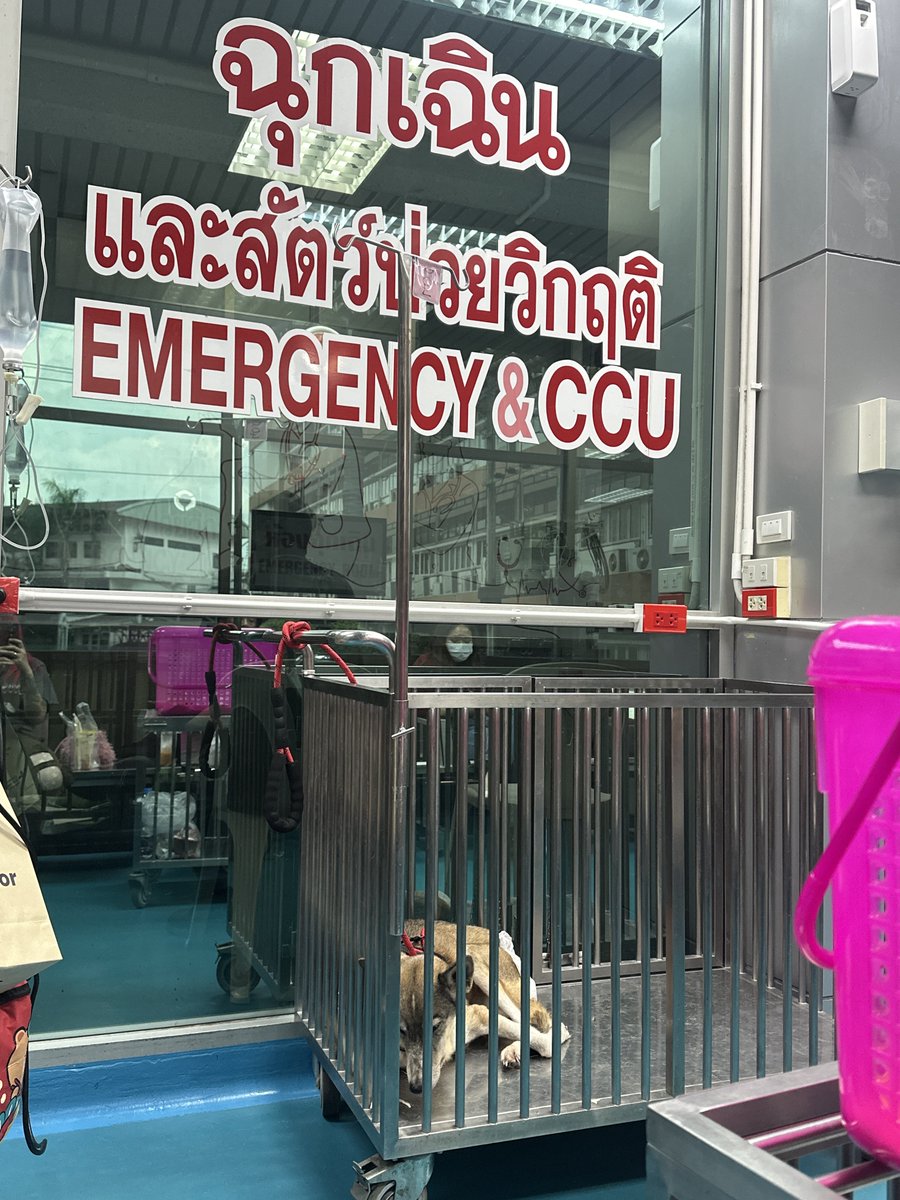 DESTROY ANGEL SHIBARI 🇹🇼4-8/4 tweet media