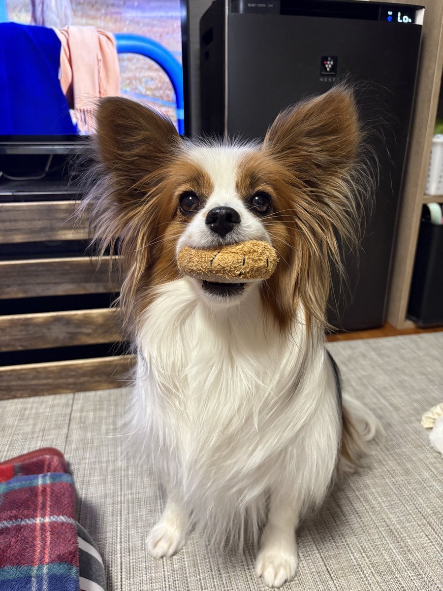 ore_utu's tweet photo. オヤツのおねだりの時は、自分の大切なおもちゃを貸してくれます☺️

食べ終わったらすぐに回収されます笑 https://t.co/I31DQauOEr