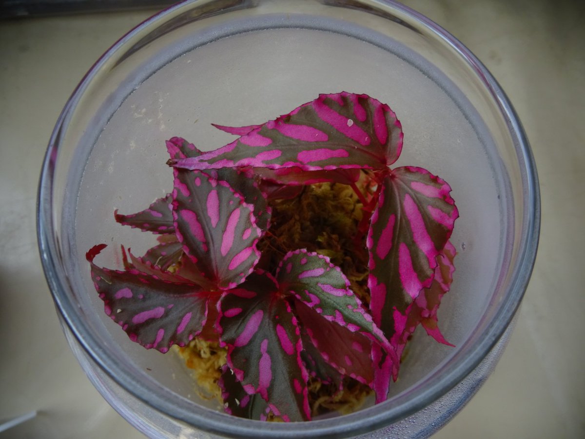 ①＃ベゴニアメラノブラータ
②＃ベゴニアクロロスティクタ
③＃ベゴニアアンフィオクサス
④＃ベゴニアspジュラウぼっち

＃日本ベゴニア協会関西支部
＃日本ベゴニア協会
＃ベゴニア展
＃原種ベゴニア