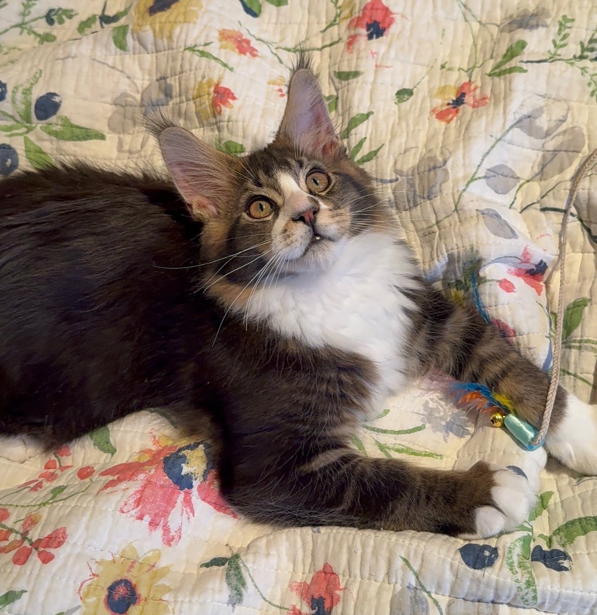 Primrose Alaska 🌺❄️ tweet media