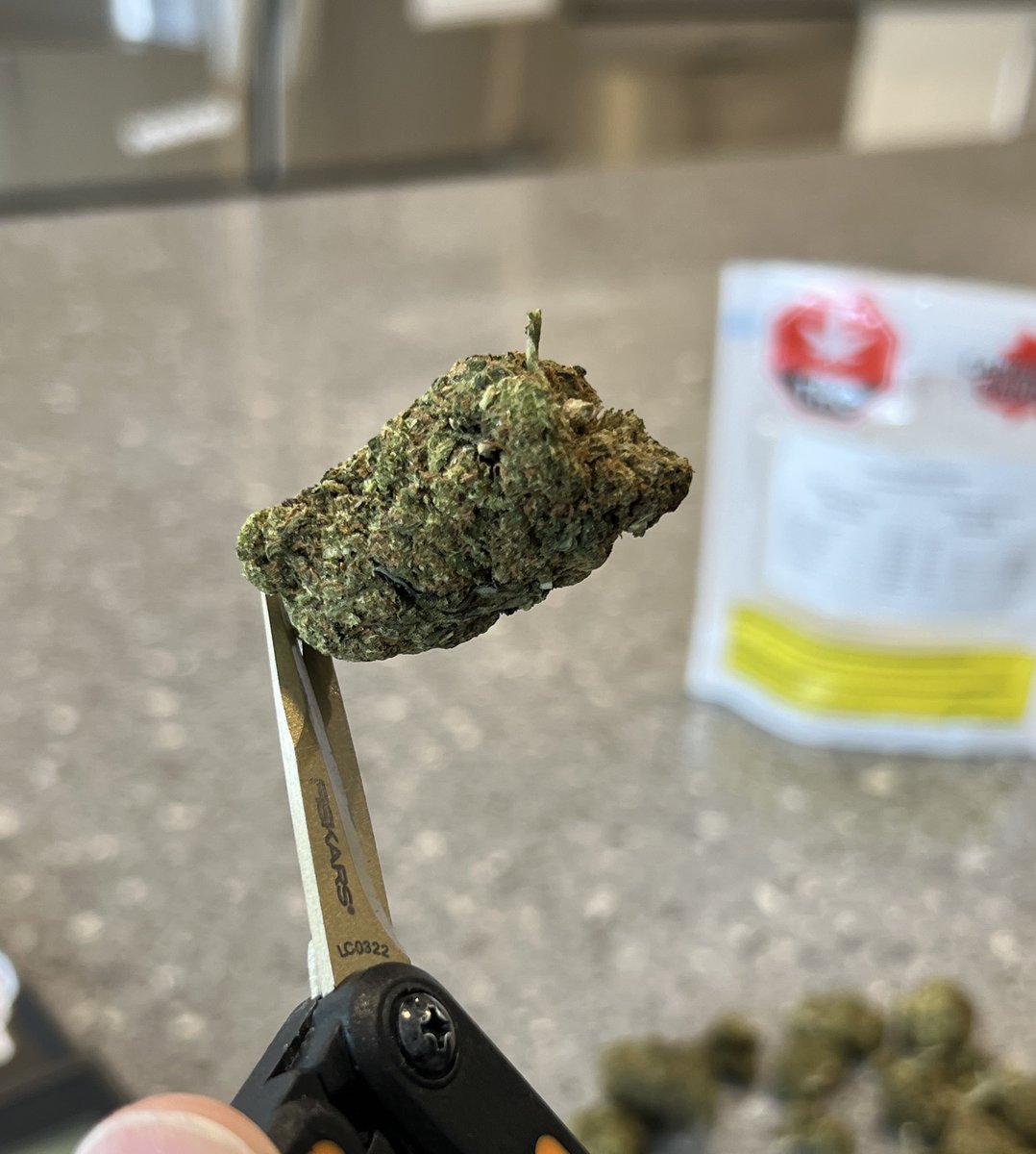 StonerDad 🇨🇦 tweet media