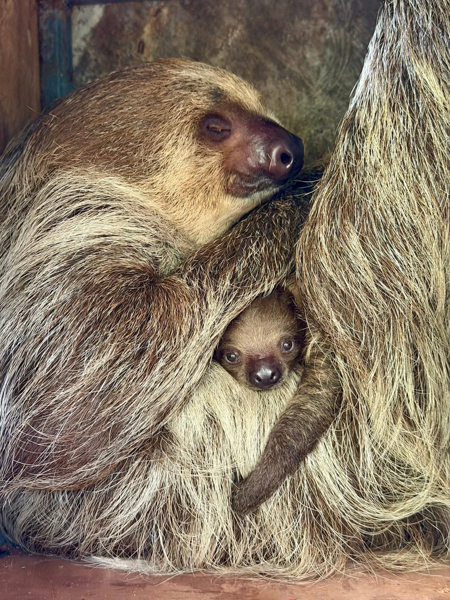 Khamoo.andthegang tweet media