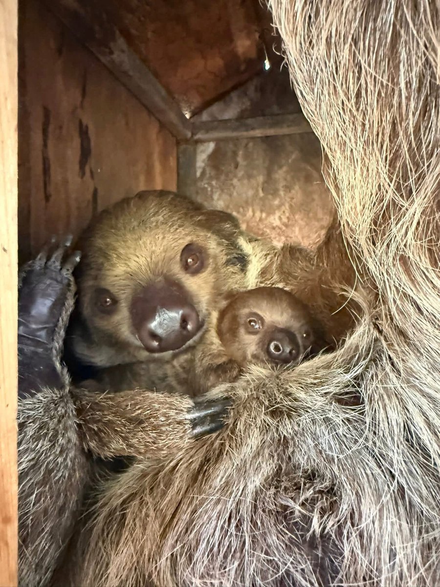 Khamoo.andthegang tweet media