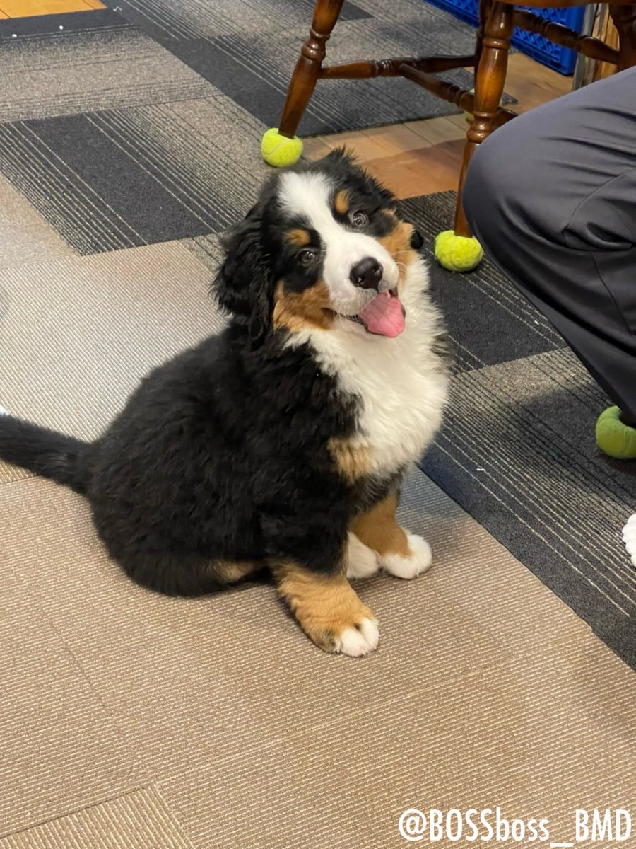 #無言で天使載せたら何RTくるか