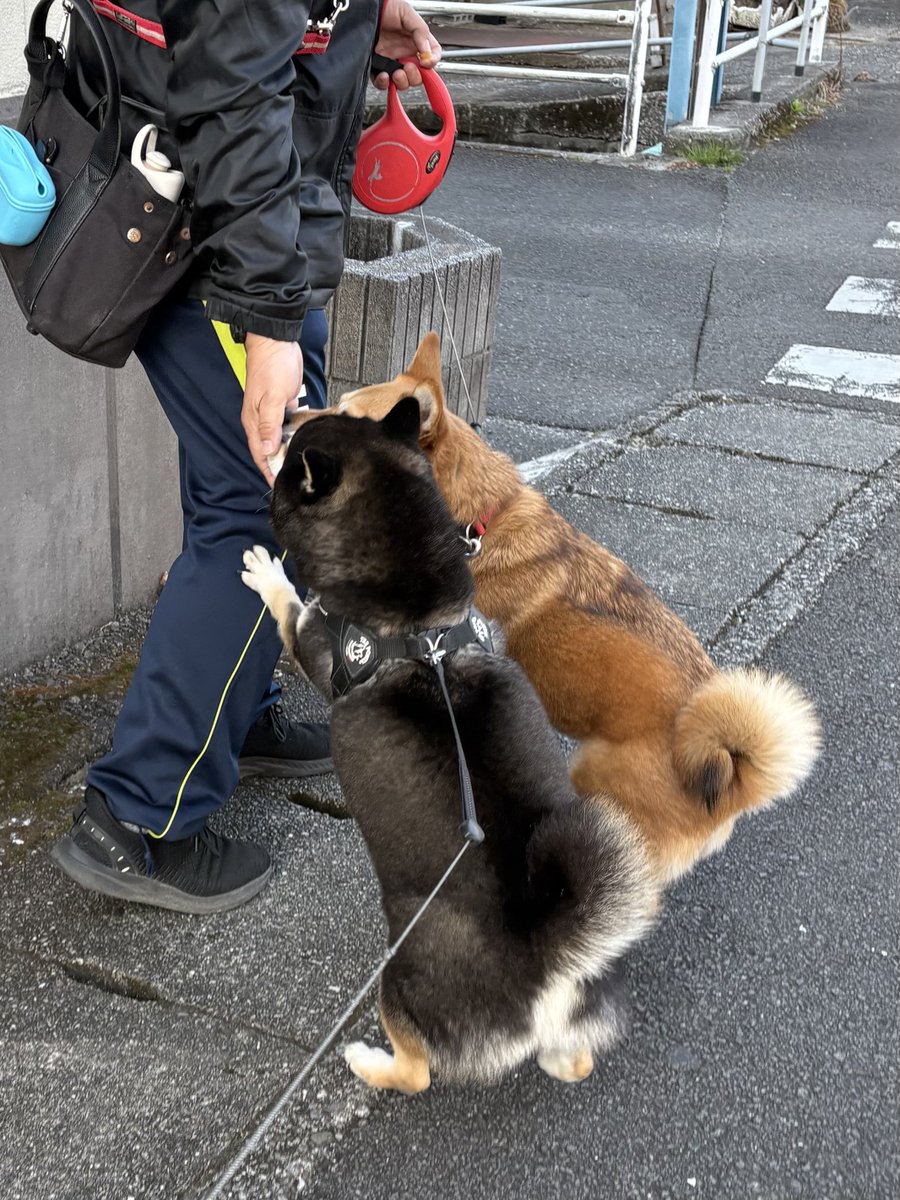 2人とも中腰でオヤツもらう。

めい&amp;ロク。

#黒柴　#柴犬