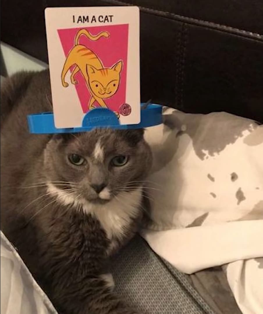 Punch Cat tweet media