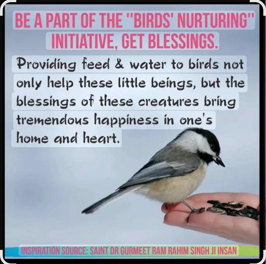 papneja_ne95409's tweet image. डेरा सच्चा सौदा के अनुयायियों ने #BirdNurturing के लिए कदम बढ़ाया हैं इस अभियान के तहत डेरा अनुयायी #SaintDrMSG की प्रेरणा से अपने घरों की छतों तथा सार्वजनिक स्थानों पर पक्षियों के लिए रोज़ाना दाना व पानी रखते हैं साथ ही बदलते मौसम की मार से पक्षियों को सुरक्षित रहने में मदद करने