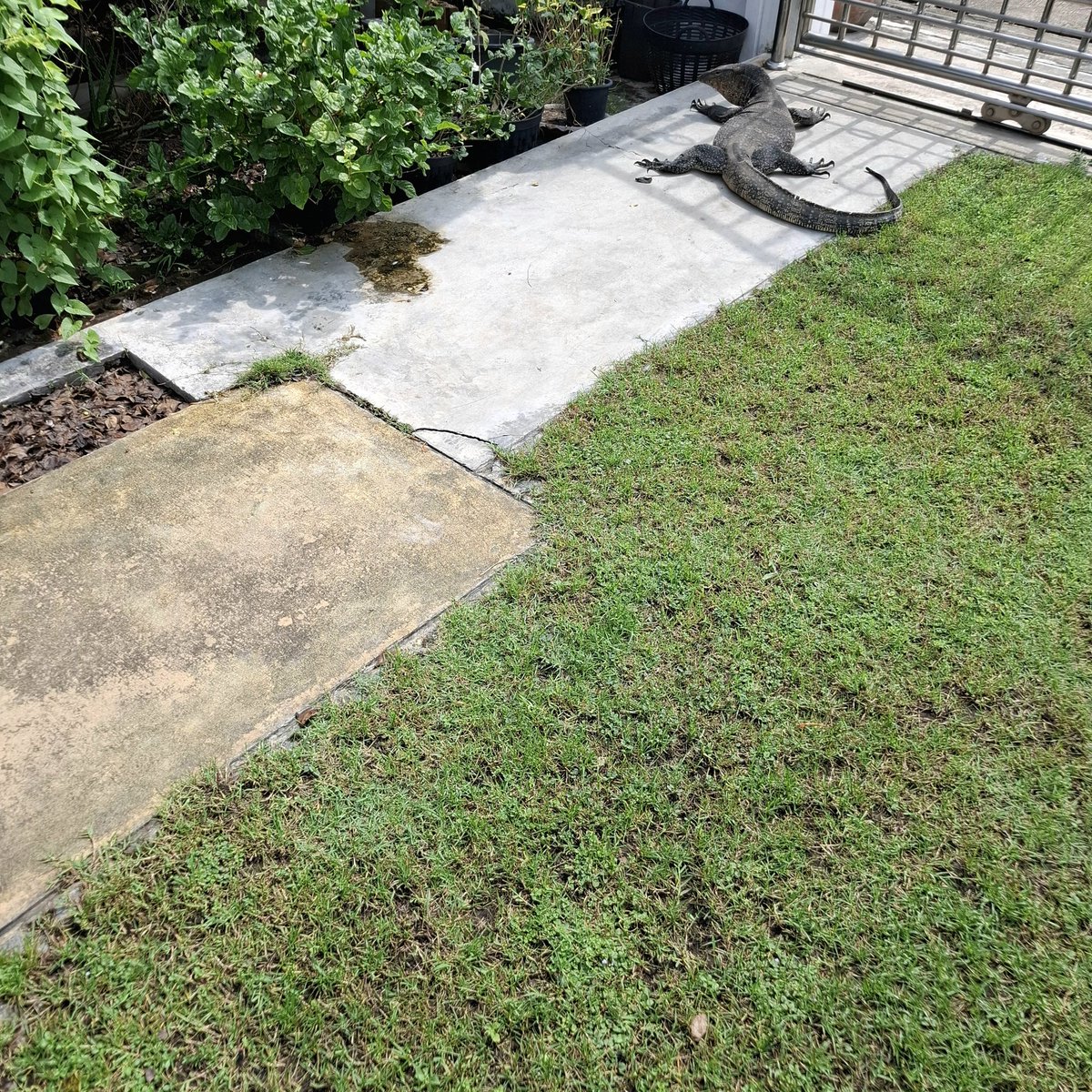 พิคคร้อบ ที่ข้างบ้านพิคมีน้อลอิซาเบลล ที่บ้านนุชก็มีน้อลโจนาธานนะคับ (ตั้งชื่อมะกี้นี้เลยย 🤣🤣) โจนาธานเป็นเพื่อนเล่นโจบิด้วยนะคับ 555😂🤣🤣🤞 

~แล้วมาเล่าเรื่องอิซาเบลลให้นุชฟังอีกนะคับ เยิฟฟ~ 🥰🩷🩵

#เป๊กผลิตโชค
#PeckPaLitChokE