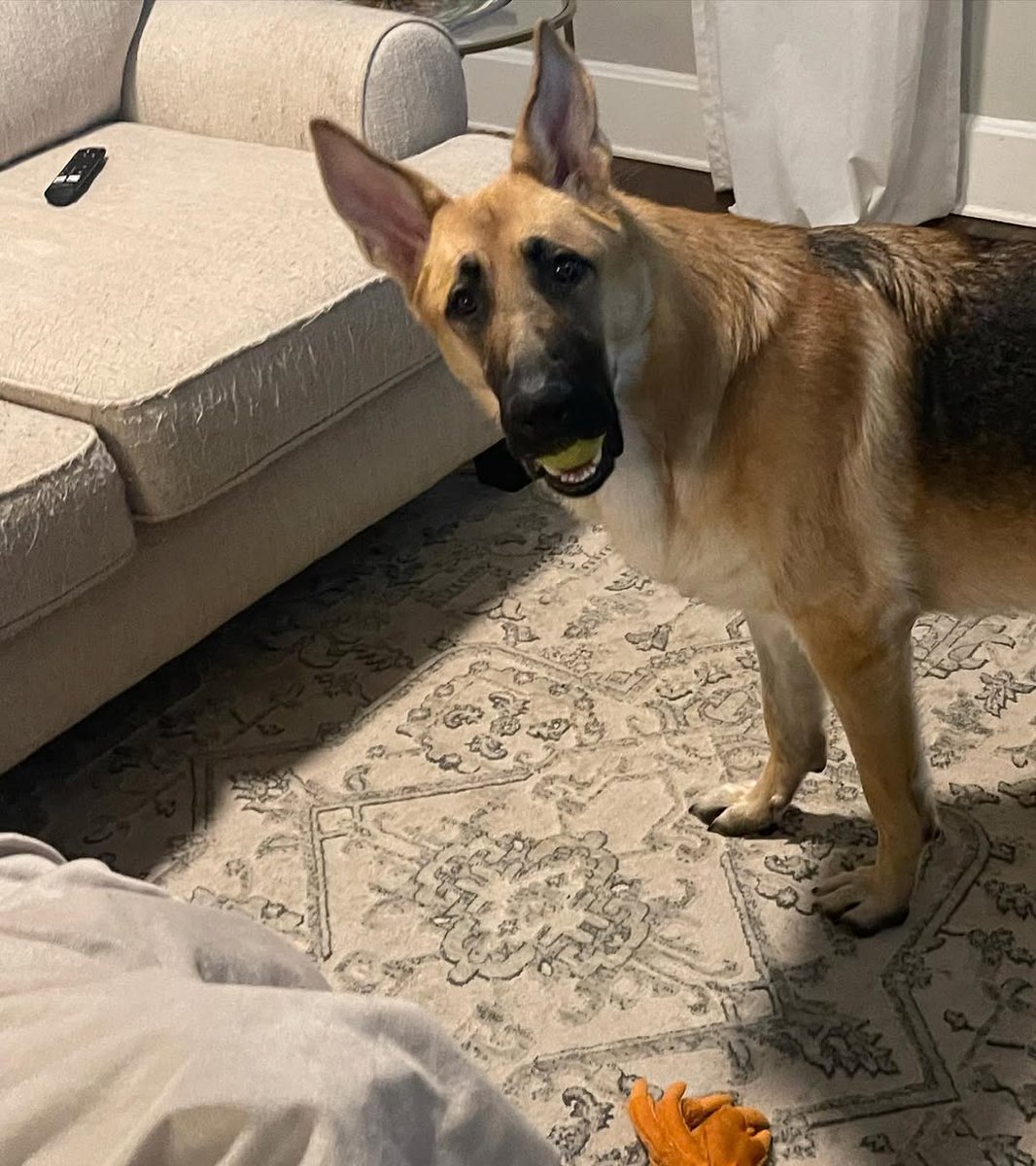JamieFairc29036's tweet photo. Perfect shoot ❤️
#LovesMyGSD #CleverCanine #GermanShepherdMagic #GSDFanClub #Doggo #GermanShepherdusaloverrr https://t.co/H87Dxi0XfY
