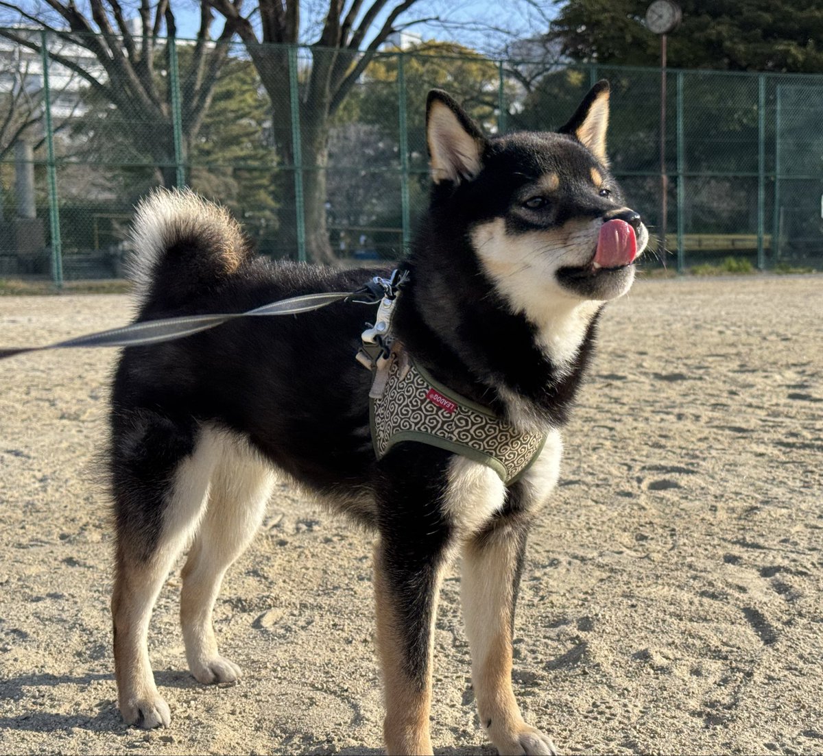 柴犬おこげ tweet media