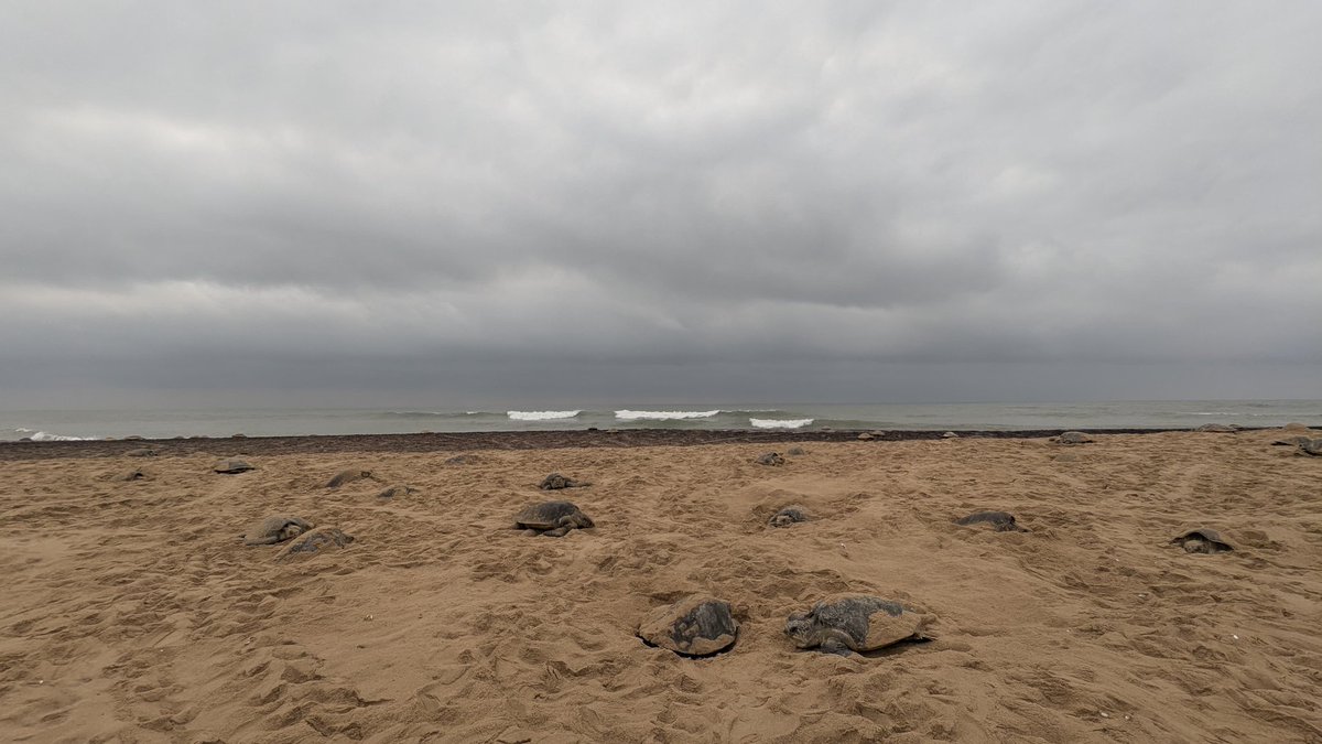 Divisional Forest Officer Berhampur tweet media