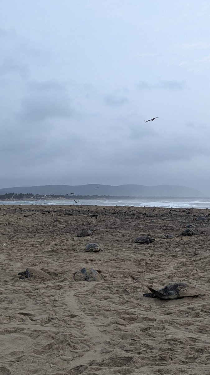 Divisional Forest Officer Berhampur tweet media