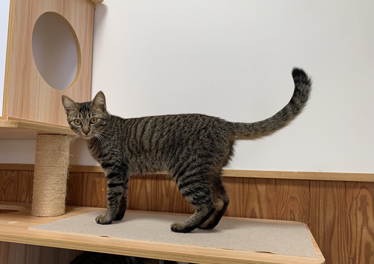 保護猫カフェうたたね tweet media