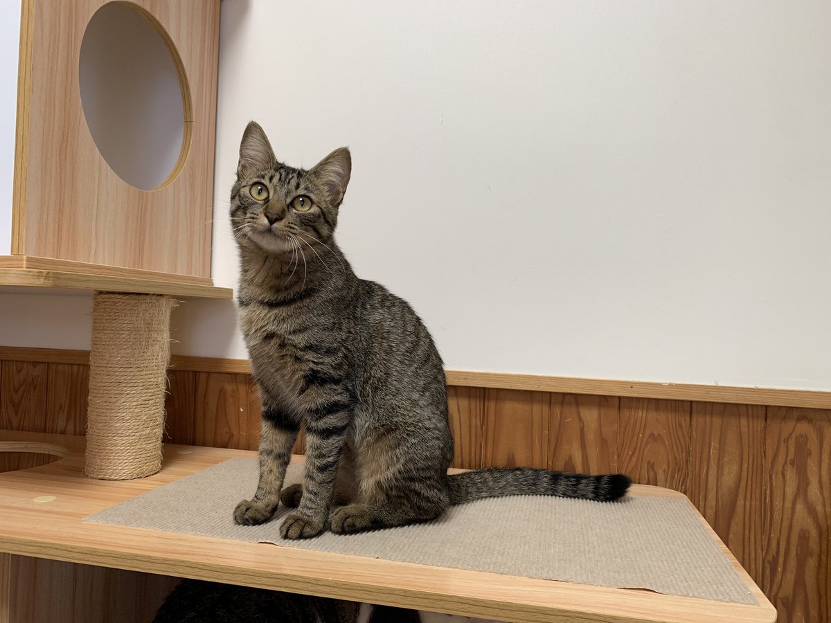 保護猫カフェうたたね tweet media