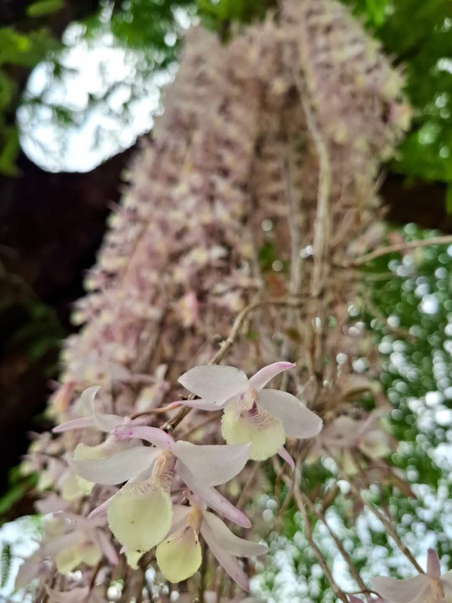 องค์การสวนพฤกษศาสตร์ tweet media