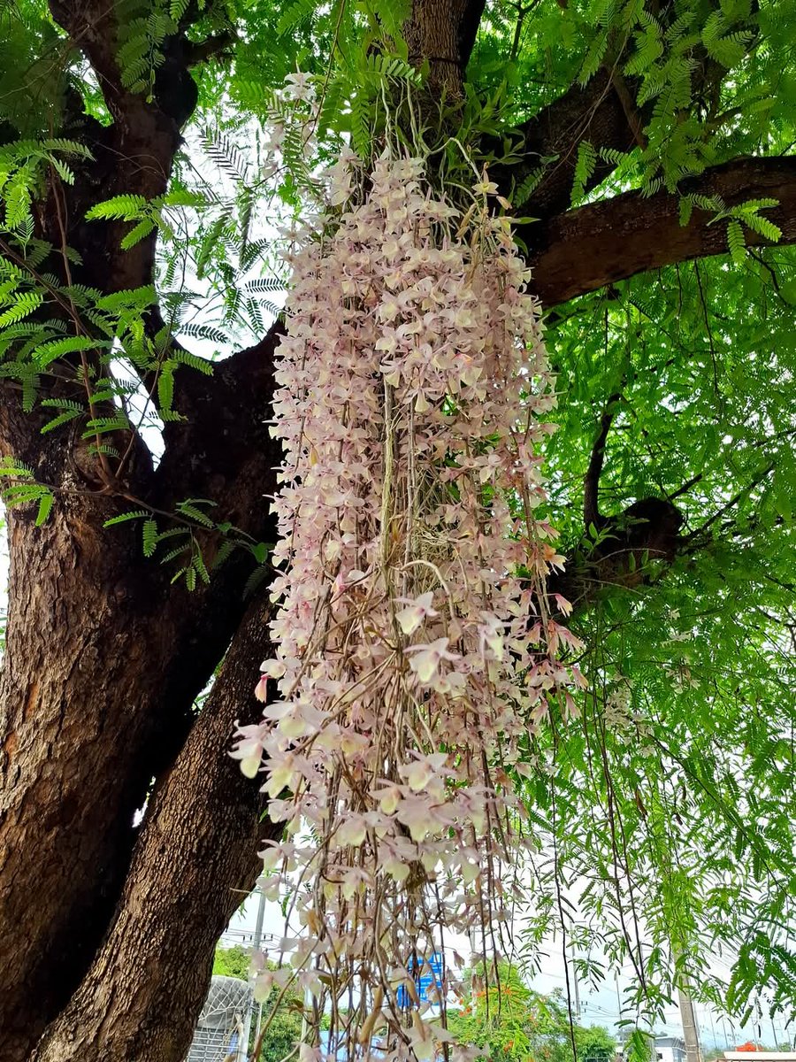 องค์การสวนพฤกษศาสตร์ tweet media