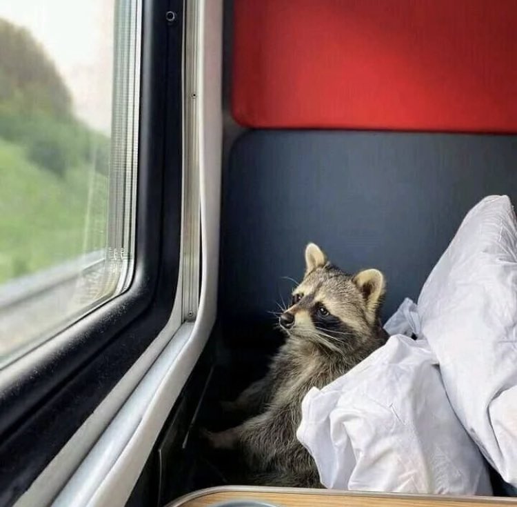 Chris 🦝 tweet media