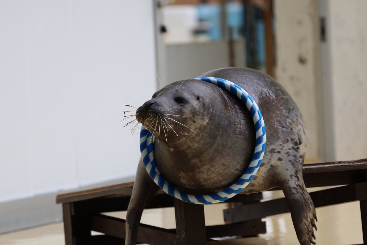 ガブ、7歳誕生日おめでとう🎂

#伊豆三津シーパラダイス