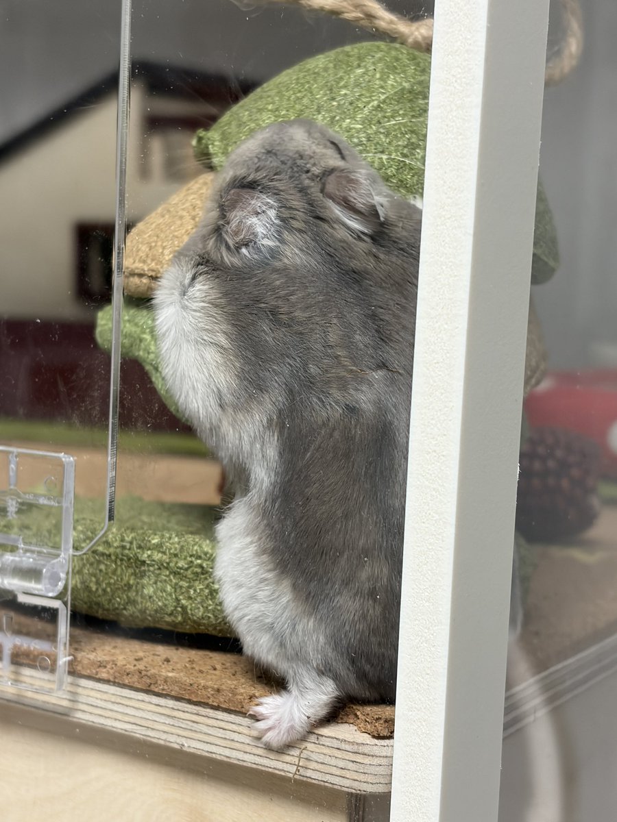 🥟두두🌱 tweet media