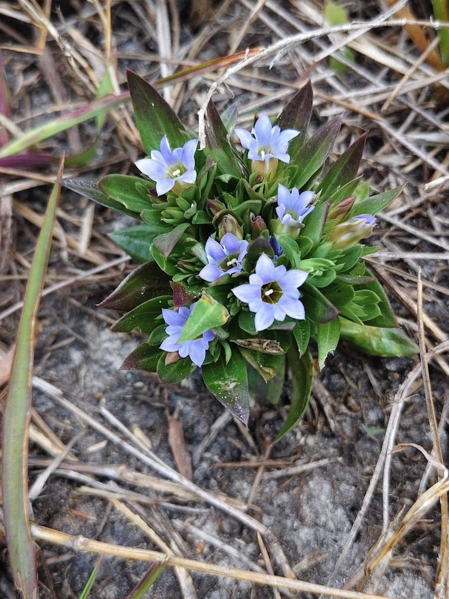 กรมอุทยานแห่งชาติ สัตว์ป่า และพันธุ์พืช tweet media