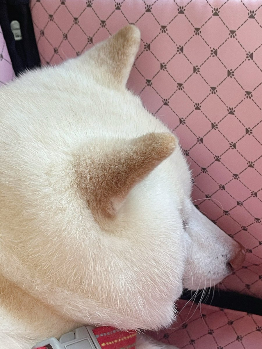 たまgo（白柴ゆき） tweet media