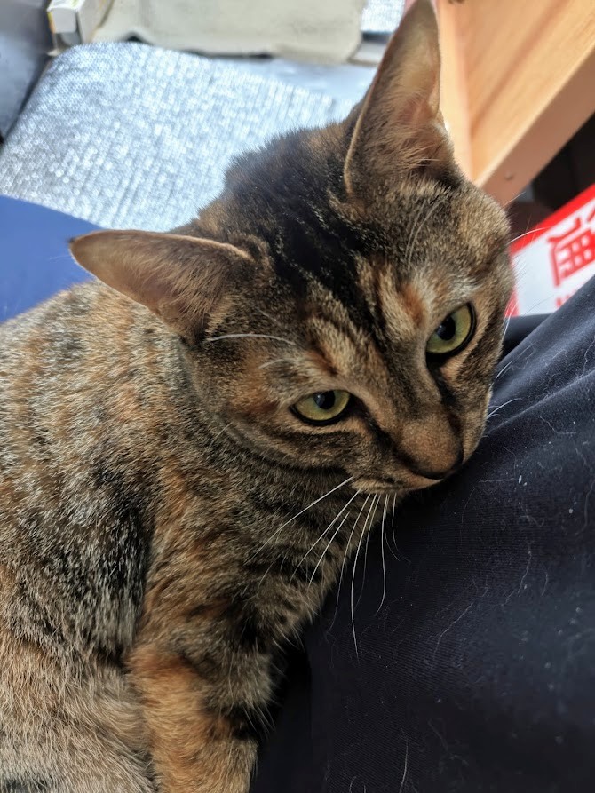 水たま tweet media