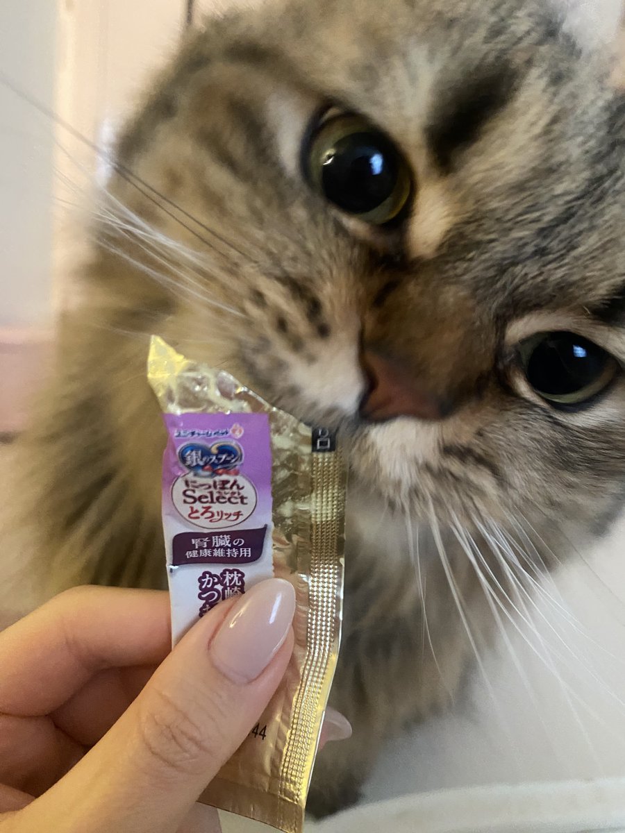 M_thEnd2's tweet photo. 朝からブラッシングされて爪を切られたので、ちゅーるやけ食いにゃ😾 https://t.co/nHIxygbvdJ